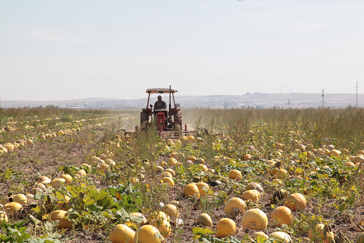 Pumpkin Ranging Fork