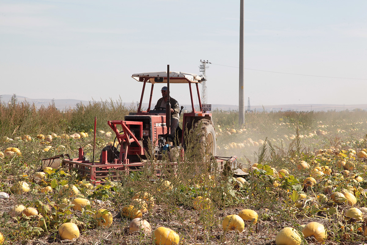 Pumpkin Ranging Fork