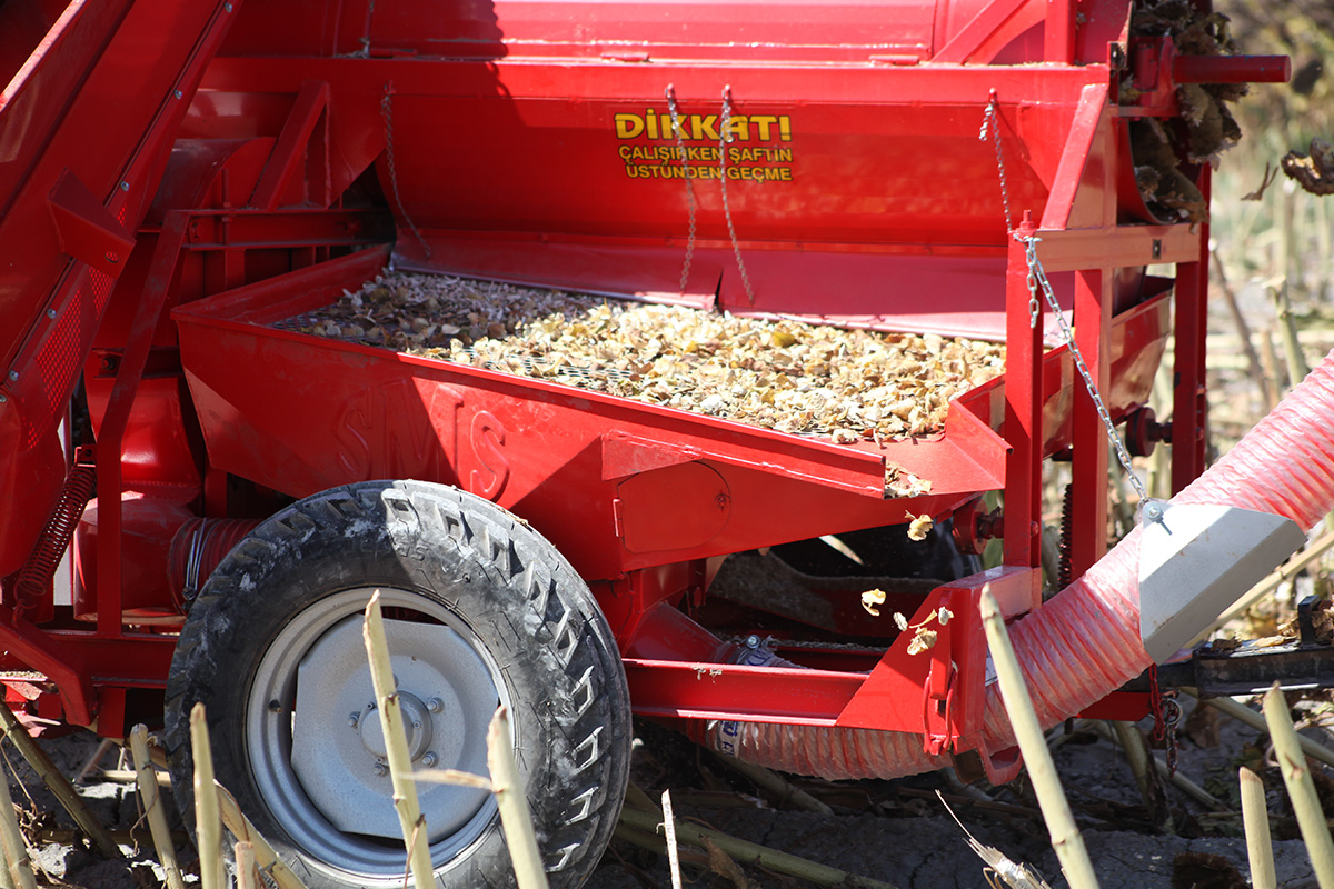 Conveyor Sunflower Seed Thresher