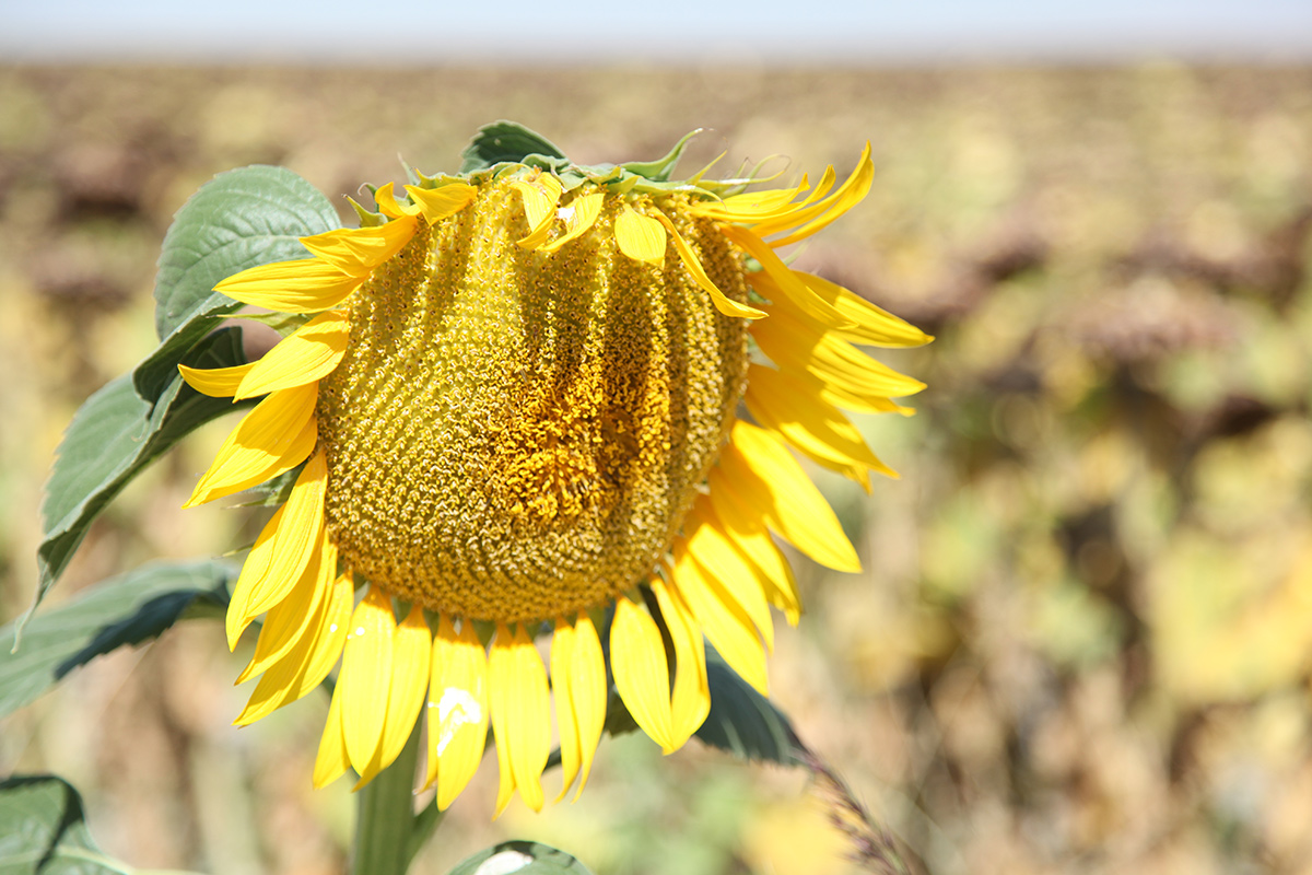 Mähdrescher  mit der Spirale für Sonnenblumen