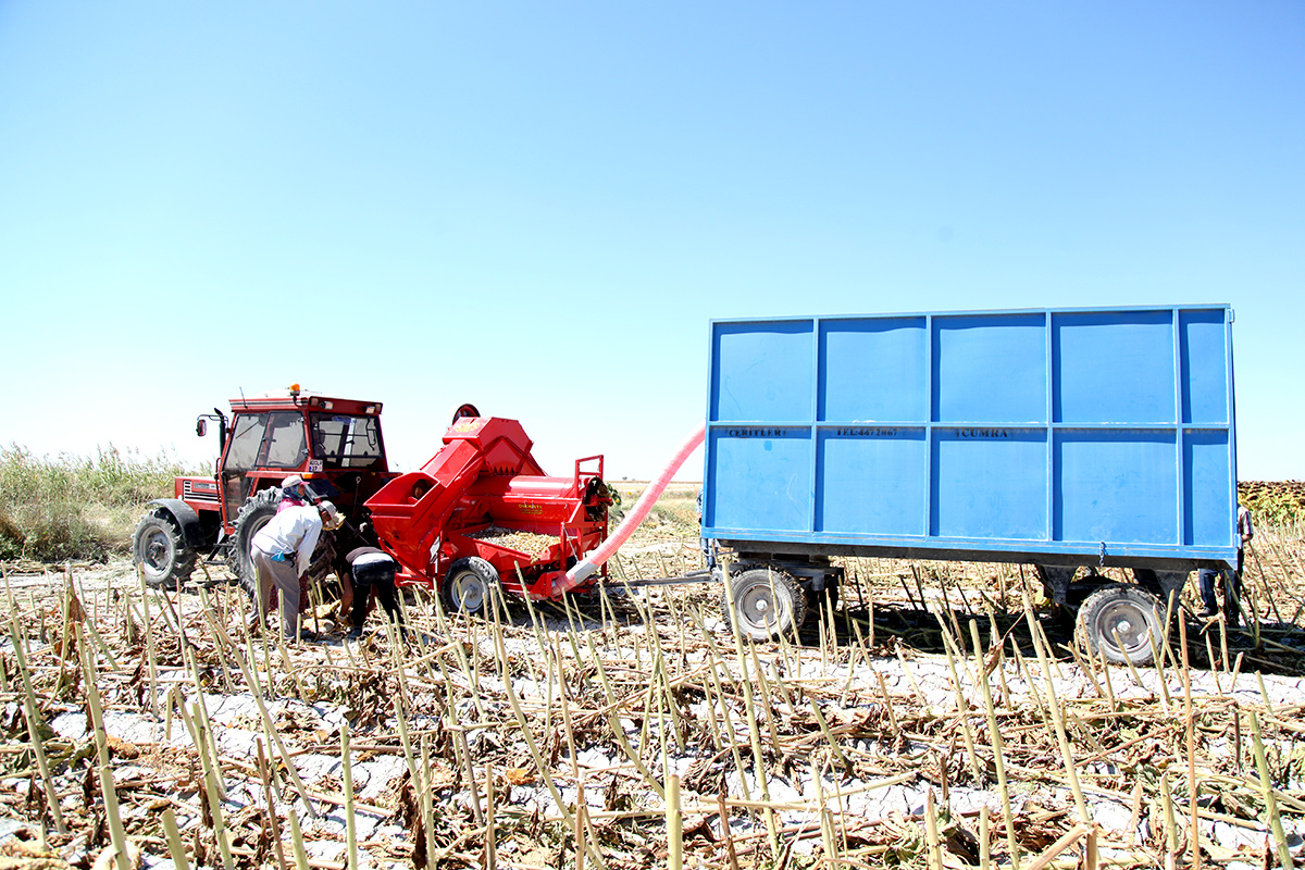 Conveyor Sunflower Seed Thresher