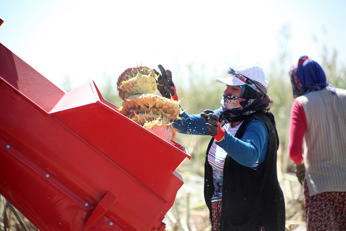 Conveyor Sunflower Seed Thresher