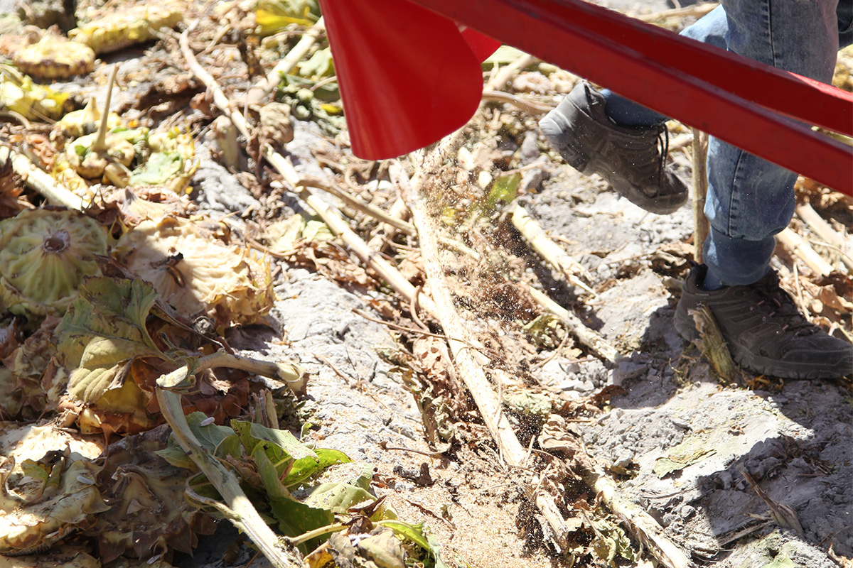 Conveyor Sunflower Seed Thresher