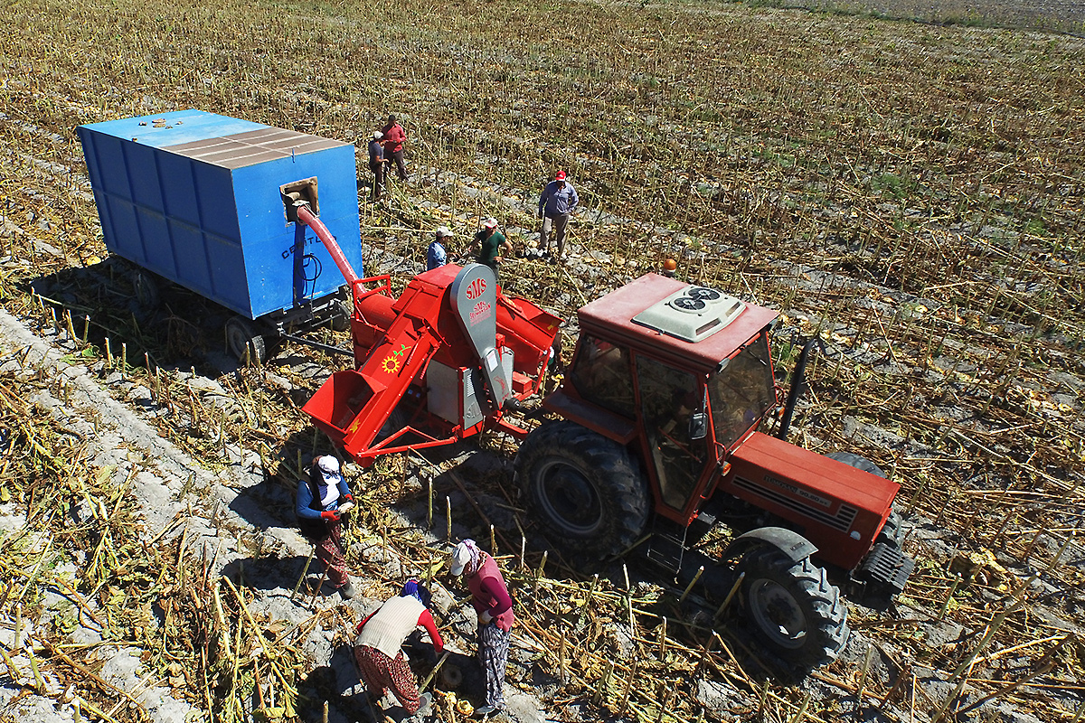 Conveyor Sunflower Seed Thresher