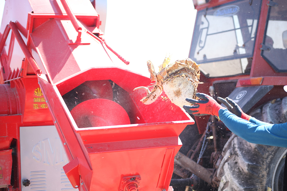 Conveyor Sunflower Seed Thresher